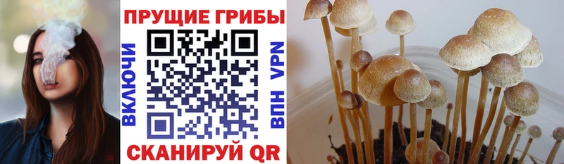 Галлюциногенные грибы прущие грибы kraken онион Камень-на-Оби как найти закладки