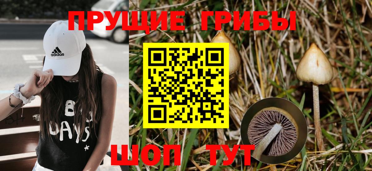 Галлюциногенные грибы Cubensis  Вход с VPN  Псилоцибиновые грибы мухоморы  Камень-на-Оби 